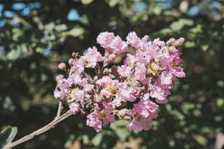 Lagerstroemia indica 'De'Puard' (Crepe Myrtle) flower cluster with crinkled soft pink petals, yellow stamens and unopened buds on a bare stem, against blurred green foliage.