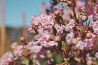 Close-up of Lagerstroemia indica 'Soir D'été' (Crepe Myrtle), showing crinkled pale pink flowers and round brown seed capsules against a blurred blue sky.