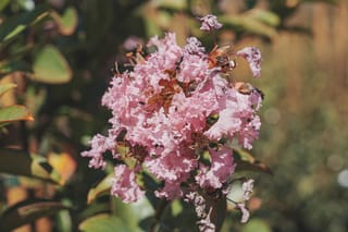 Close-up of a Lagerstroemia indica 'Soir D'été' (Crepe Myrtle) flower cluster with crinkled pink petals, surrounded by green and bronze-tinged leaves in sunlight.