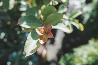 Lagerstroemia indica 'Soir D'été' (Crepe Myrtle) branch tip with new bronze-red leaves in a cross shape, surrounded by larger green leaves in soft sunlight.