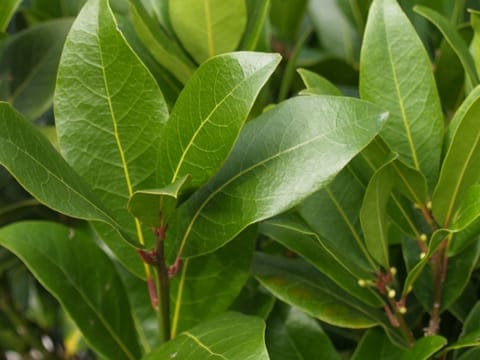 Laurus nobilis 'Verdi'