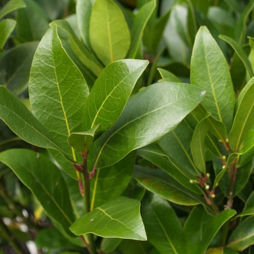 Laurus nobilis 'Verdi' (Bay Laurel) foliage close-up, showing glossy, oval, dark green leaves with pale central veins on reddish stems.