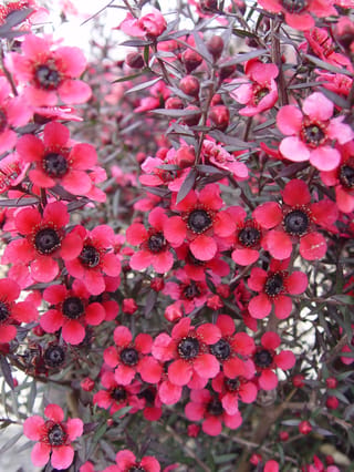 Leptospermum scoparium 'Electric Red' (mānuka) in flower, with crimson-pink blooms, dark centres, round red buds and narrow purple-bronze leaves.