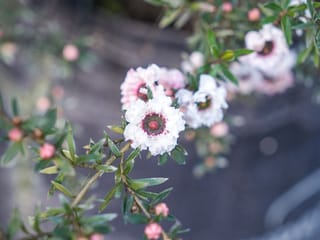 Leptospermum scoparium 'Princess Anne' (mānuka) with double white flowers, dark red centres and pink buds on a slender branch of small green leaves.