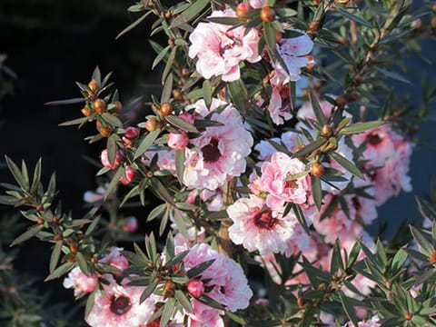 Leptospermum scoparium 'Blossom'