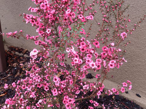 Leptospermum scoparium 'Gaiety Girl'