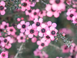 Leptospermum scoparium 'Wiri Shelley' (mānuka) in flower, with clusters of pink five-petalled blooms with dark centres and a rosy bud on a small-leaved twig.