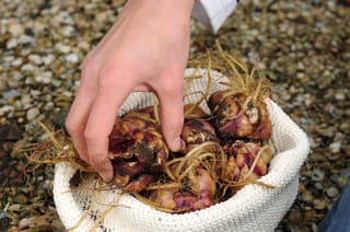Hand picking Lilium orientalis (mixed) Oriental Lily bulbs from a white knitted basket, purplish-brown bulbs with soil and pale roots, on pebbly ground.