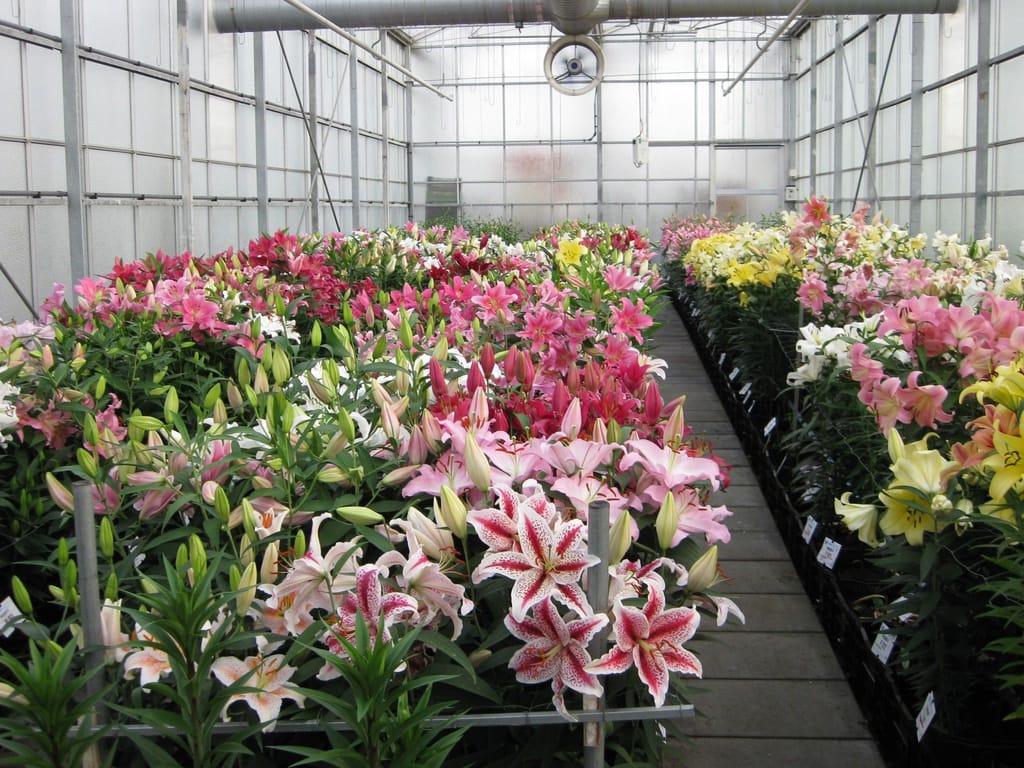 Lilium orientalis (mixed) Oriental Lily in flower in a glasshouse, with pink, red, white and yellow blooms and green buds along a central path.