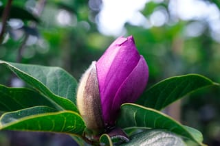 Magnolia 'Cleopatra' flower bud in purple-pink, with a furry brown bud casing, surrounded by glossy green leaves against a blurred background.