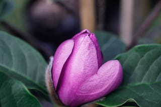 Magnolia 'Cleopatra' (magnolia) flower bud, pink-purple and partly opening, surrounded by broad dark green leaves with a soft blurred background.
