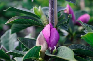 Magnolia 'Cleopatra' (magnolia) with a pink-purple flower bud and a furry bud casing, surrounded by dark green leaves on a staked stem.