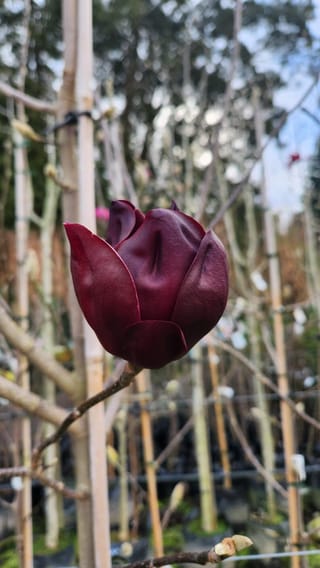 Magnolia 'Deryk' flower bud in deep velvety burgundy-red on a bare branch, with staked nursery trees blurred behind.