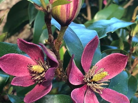 Michelia 'Stellar Ruby'
