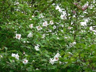 Magnolia sieboldii (Oyama Magnolia) in bloom, with creamy-white flowers showing crimson centres scattered among green leaves and dark branches.