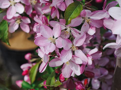 Malus 'Pearlie Emma'