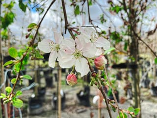 Malus 'Red Jade' crabapple branch with pale pink-blushed white blossoms and pink buds, set against blurred potted nursery stock.