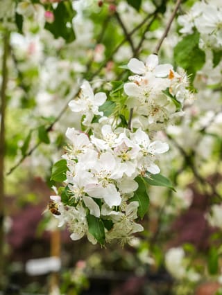 Malus 'Red Jade' crabapple in flower, with clusters of white blossom, pink buds and green leaves on a branch, and a bee visiting.