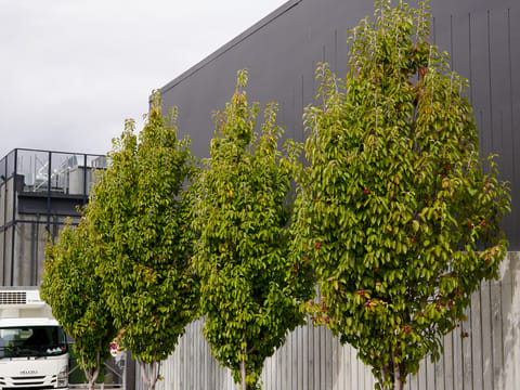 Malus tschonoskii