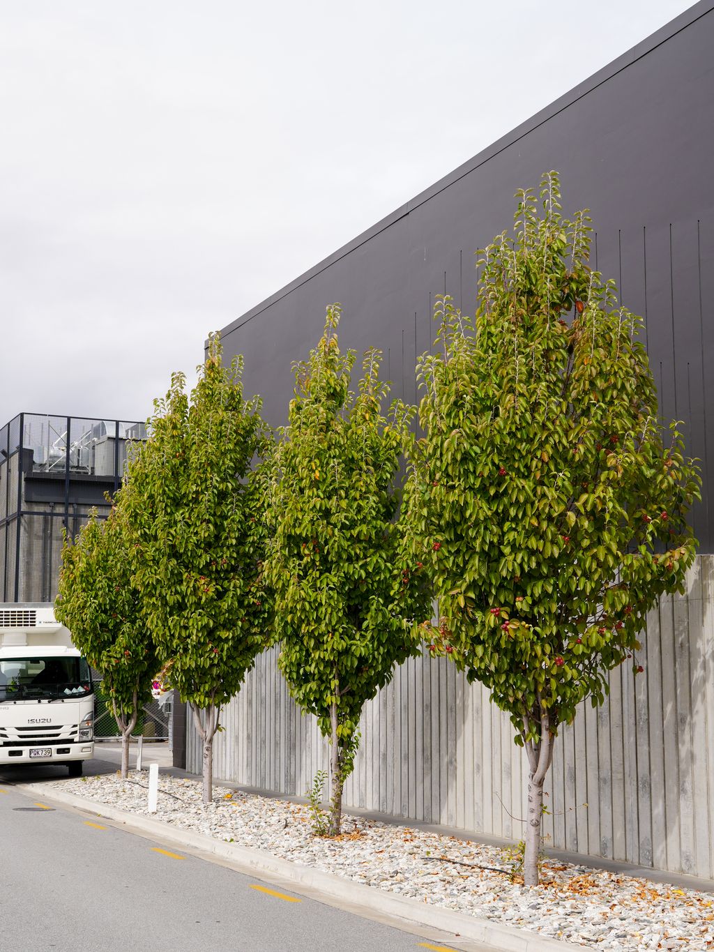 Row of four upright, pyramidal Malus tschonoskii (Chonosuki Crabapple) trees with green foliage and small red fruit, planted in gravel beside a dark building and concrete wall.