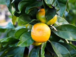 Citrus mandarin 'Okitsu' (mandarin) fruit ripening on the tree, with orange-green rounded fruit among glossy dark green leaves.