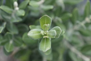 Close-up of Metrosideros excelsa 'Long Bay' (Pōhutukawa), showing a tip of new growth with soft, grey-green, slightly downy leaves in opposite pairs.