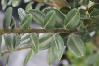 Close-up of Metrosideros excelsa 'Long Bay' (Pōhutukawa) foliage, showing oval, leathery dark green leaves with pale midribs along a brown stem.