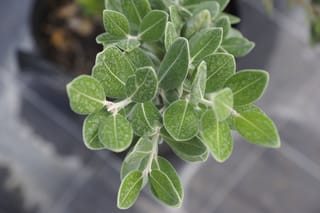 Close-up of Metrosideros excelsa 'Long Bay' (pōhutukawa) foliage, showing rounded grey-green leaves with fine downy surfaces on pale stems.