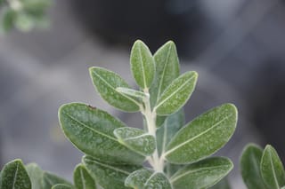 Close-up of Metrosideros excelsa 'Long Bay' pōhutukawa foliage, showing a young stem with soft, downy, oval green leaves against a blurred grey background.