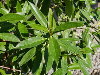 Myoporum laetum (ngaio) foliage, with glossy green lance-shaped leaves covered in tiny translucent oil dots, arranged along stems in bright sunlight.