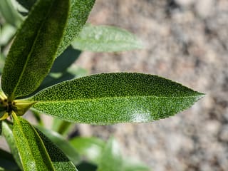 Close-up of Myoporum laetum (ngaio) leaves, glossy dark green and lance-shaped with finely toothed edges and pale translucent oil dots, against a blurred stony background.