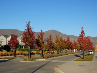 Liquidambar styraciflua 'Worplesdon' (American Sweetgum) street trees with red and orange autumn foliage lining a suburban road, with houses and mountains behind.
