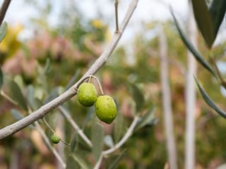 Olea europaea 'Frantoio' olive, with two plump green unripe olives and one small fruit hanging from a grey branch, with narrow silvery-green leaves behind.