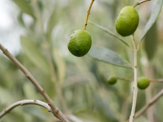 Unripe green fruit of Olea europaea 'Frantoio' olive hanging from slender branches, with narrow grey-green leaves softly blurred behind.