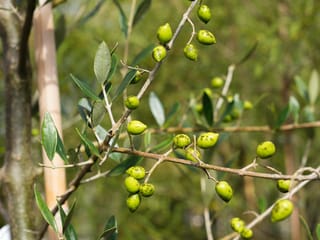 Olea europaea 'Koroneiki' olive branch with clusters of small green fruit and narrow grey-green leaves, with a bamboo stake behind.