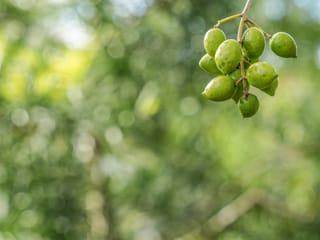 Cluster of small green Olive 'Koroneiki' fruit hanging from a thin branch, set against a soft, blurred green background.