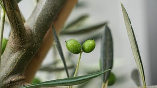 Olea europaea 'Leccino' olive: two small speckled green fruit on a slender stalk, with narrow grey-green leaves and a lenticelled trunk beside a stake.