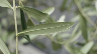 Close-up of a narrow grey-green Olea europaea 'Leccino' (olive) leaf with a pale central vein, on a slender stem with blurred foliage behind.