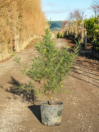 Sophora molloyi 'Dragon's Gold' (Cook Strait Kōwhai) in a black nursery pot, with small dark green divided leaves and a few yellow flowers, on a gravel path.