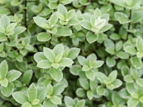 Pittosporum tenuifolium 'Golf Ball Silver'