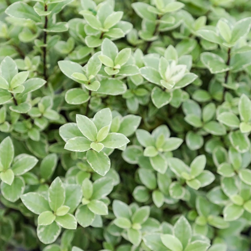 Close-up of Pittosporum tenuifolium 'Golf Ball Silver' (kōhūhū), showing dense pale green leaves with thin creamy-white edges on dark stems.