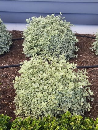 Pittosporum tenuifolium 'Golf Ball Silver' (kōhūhū), rounded shrubs with silver-edged green leaves, planted in dark bark mulch beside a grey wall.