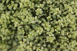 Close-up of Pittosporum tenuifolium 'Small Ball' (kōhūhū), showing dense small green leaves in tight clusters on thin dark stems.