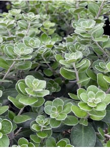 Pittosporum crassifolium 'Pot Belly' (Karo) foliage, showing dense rosettes of small, rounded grey-green leaves with pale undersides on compact stems.