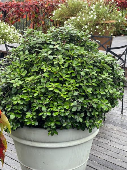 Pittosporum crassifolium 'Pot Belly' (Karo), a compact, rounded shrub with dense glossy green leaves, growing in a large pale grey pot on a timber deck.