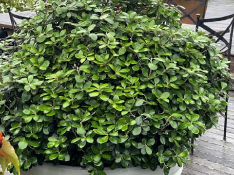 Pittosporum crassifolium 'Pot Belly'