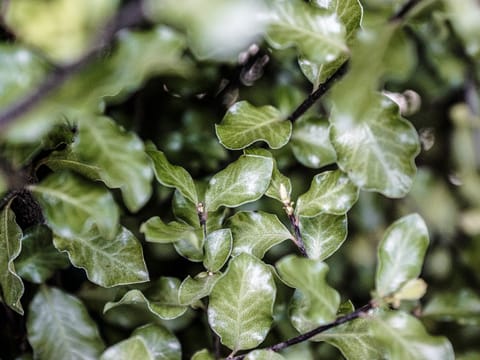 Pittosporum tenuifolium 'Screen Master'