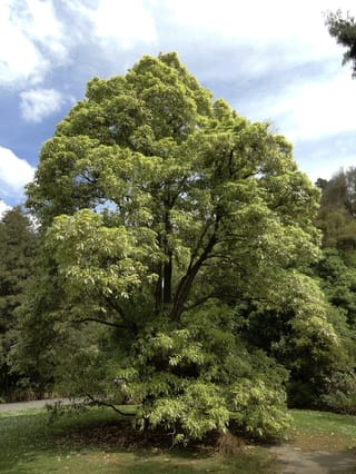 Mature Pittosporum eugenioides 'Variegatum' (tarata), a broad upright tree with pale green and cream foliage, growing on a lawn under blue sky.