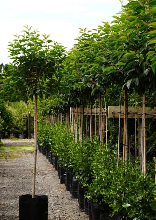 Prunus lusitanica (Portugal Laurel) standard trees with bare stems and rounded glossy green heads, staked in black planter bags along a gravel nursery path.