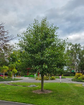 Pyrus calleryana 'Aristocrat' (Callery Pear), a young single-trunk tree with dense green foliage, growing from a mulched circle on a lawn beside a miniature road course.